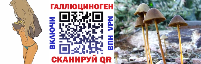 даркнет какой сайт  Сельцо  Галлюциногенные грибы Psilocybine cubensis 